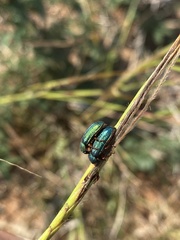Melyrini