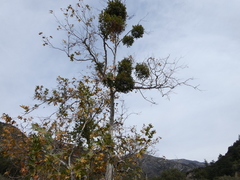 Phoradendron macrophyllum macrophyllum