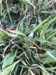 Plantago lanceolata