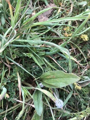 Plantago lanceolata