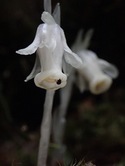 Monotropastrum humile glaberrimum
