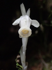 Monotropastrum humile glaberrimum