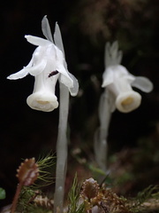 Monotropastrum humile glaberrimum
