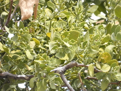 Phoradendron macrophyllum macrophyllum