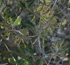 Asparagus burchellii