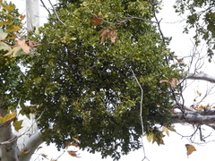 Phoradendron macrophyllum macrophyllum