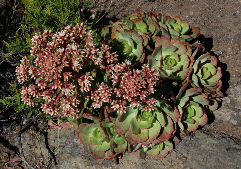 Aeonium ciliatum