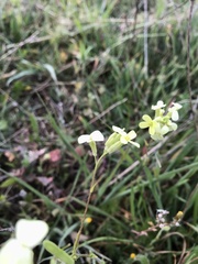 Biscutella auriculata
