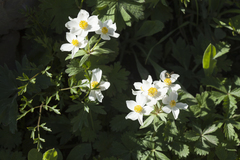 Anemonastrum protractum