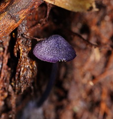 Entoloma panniculus