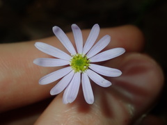 Vittadinia triloba