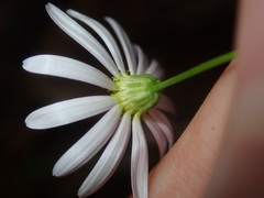 Vittadinia triloba