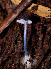Entoloma panniculus