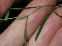 Vittadinia triloba