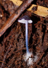 Entoloma panniculus