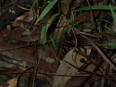 Vittadinia triloba