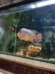 Amphilophus labiatus × cichlasoma trimaculatum