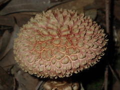Boletellus deceptivus