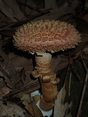 Boletellus deceptivus