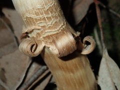 Boletellus deceptivus