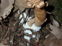 Boletellus deceptivus