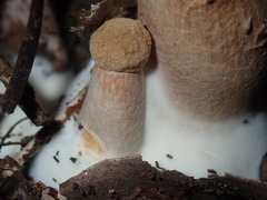 Boletellus deceptivus