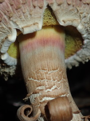 Boletellus deceptivus