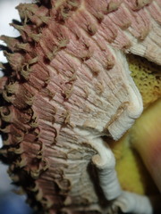 Boletellus deceptivus