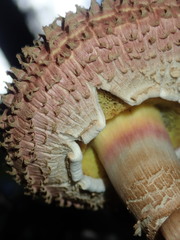 Boletellus deceptivus