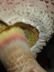 Boletellus deceptivus