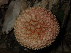 Boletellus deceptivus