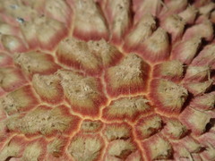 Boletellus deceptivus