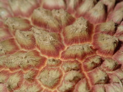 Boletellus deceptivus