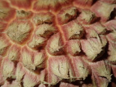 Boletellus deceptivus