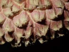 Boletellus deceptivus