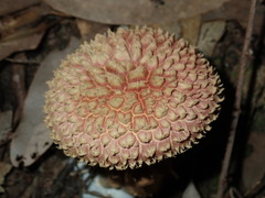 Boletellus deceptivus