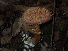 Boletellus deceptivus