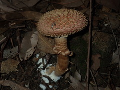 Boletellus deceptivus