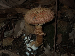 Boletellus deceptivus