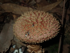 Boletellus deceptivus