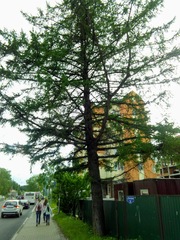 Larix sibirica