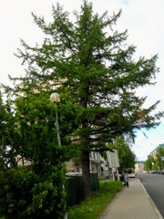 Larix sibirica