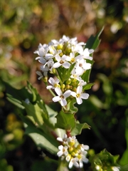 Calepina irregularis