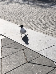 Chroicocephalus ridibundus