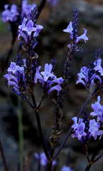 Lavandula canariensis subsp. palmensis image