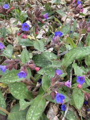 Pulmonaria vallarsae