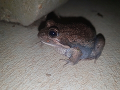 Limnodynastes dumerilii dumerilii
