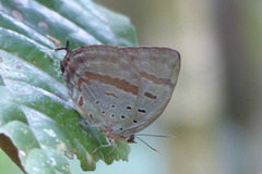 Arhopala hercules