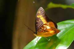 Lexias aeropa