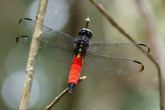 Protorthemis coronata